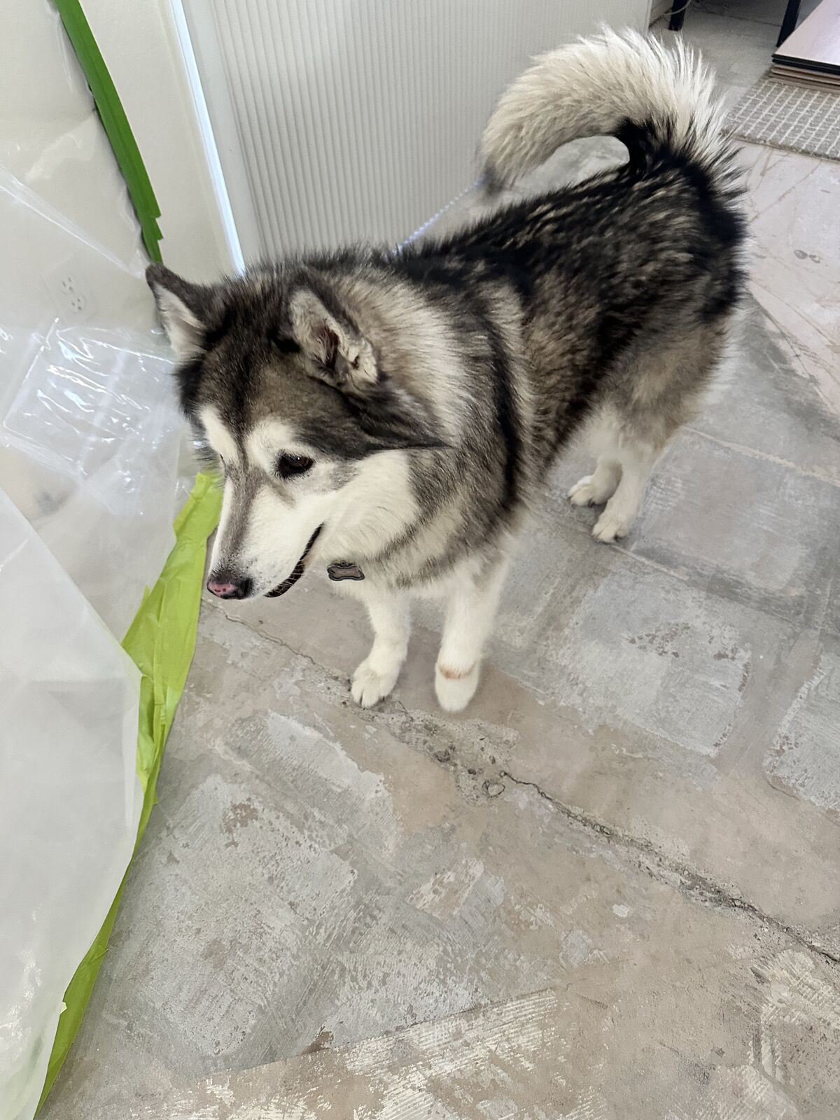 Alaskan Malamute inspecting plastic containment sheeting taped to a wall