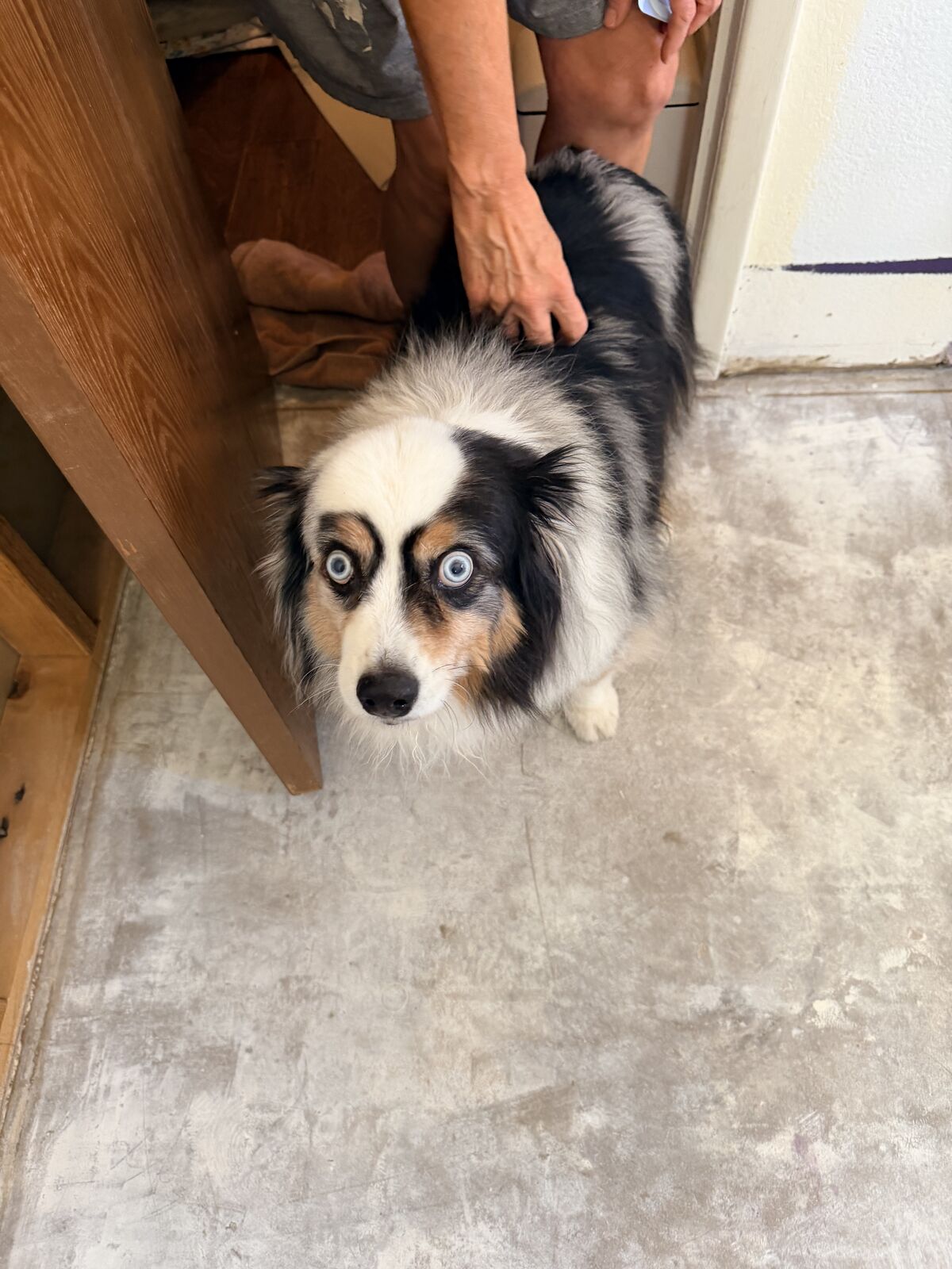 Wide-eyed Australian Shepherd with bright blue eyes standing next to a cabinet