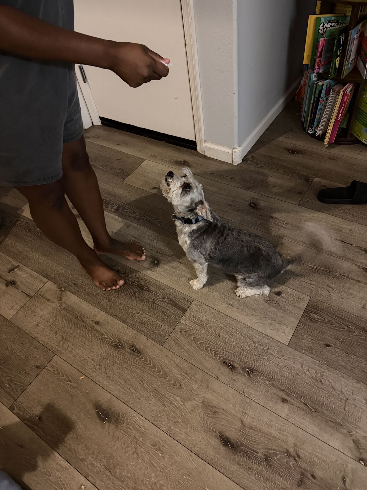 Small gray terrier mix sitting and looking up hopefully at a person holding a treat