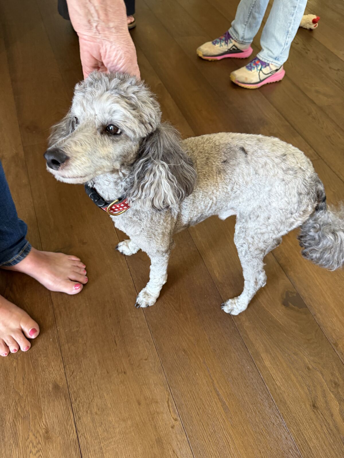 Gray poodle with a red collar standing on a hardwood floor