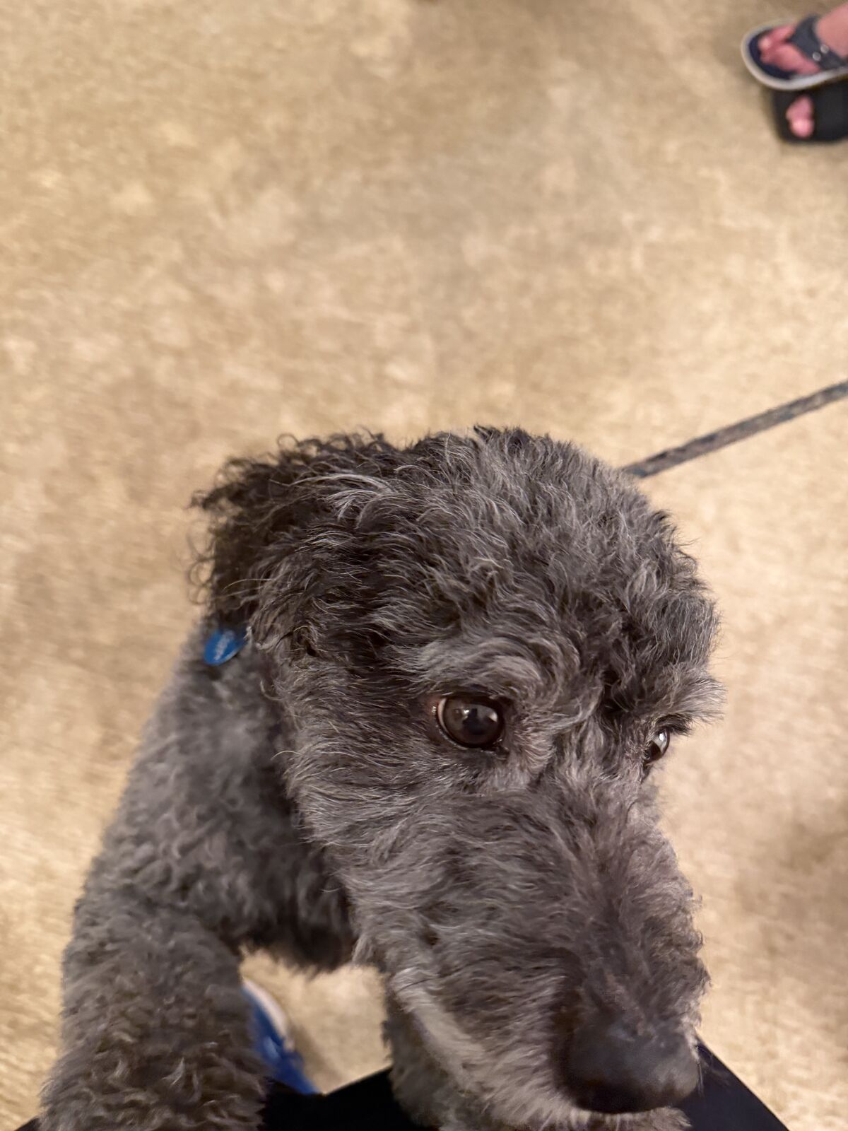 Close-up of a soulful gray curly-coated dog looking up