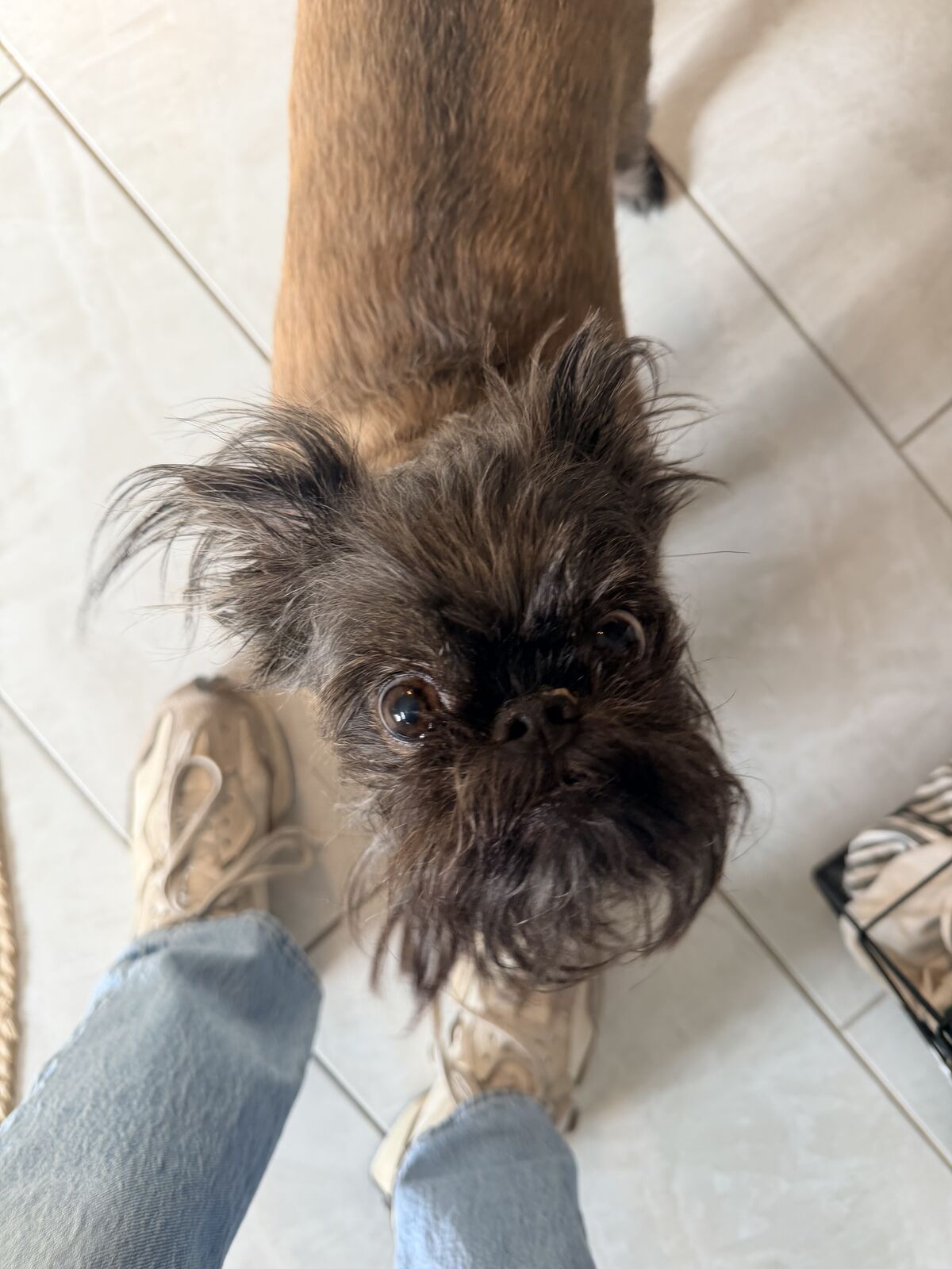 Brussels Griffon looking straight up at the camera from between a person's feet