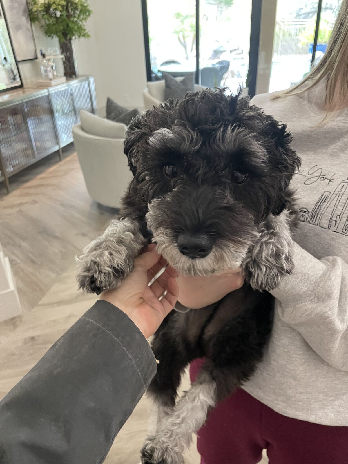 Fluffy black and gray schnoodle being held up to the camera
