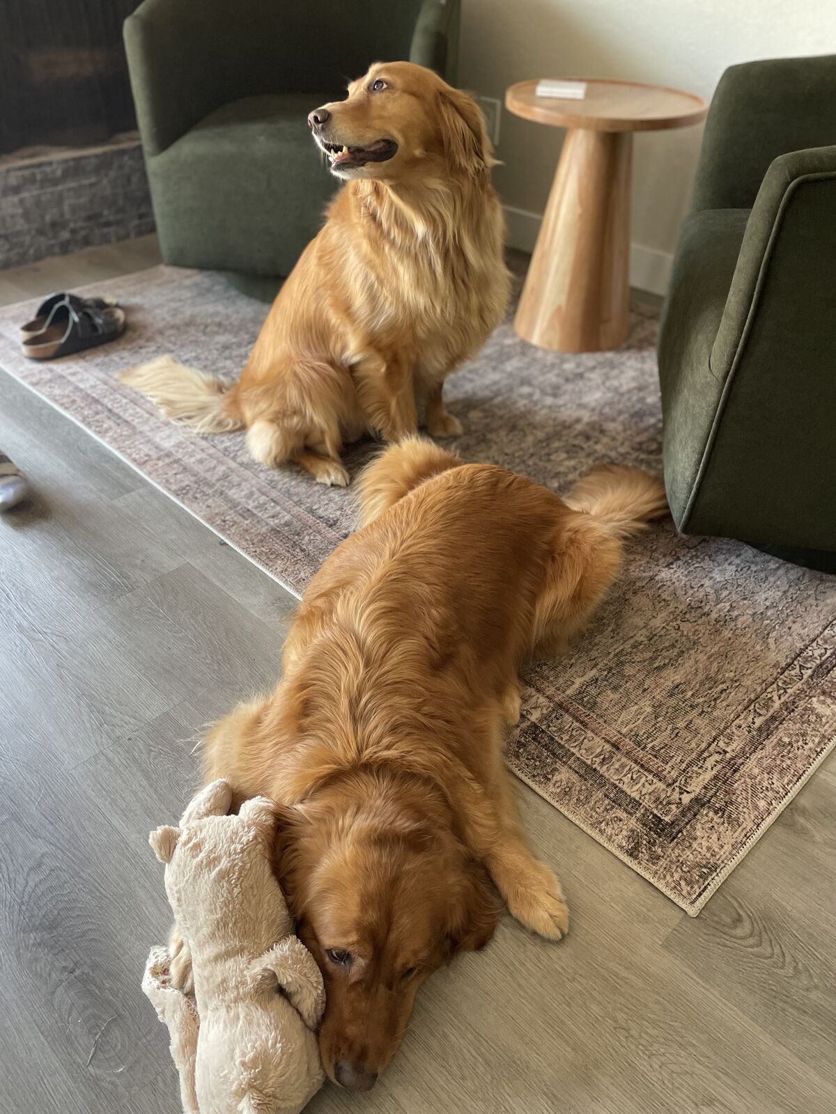 Dogs on Jobs: Meet the Unofficial Quick Dry Crew
