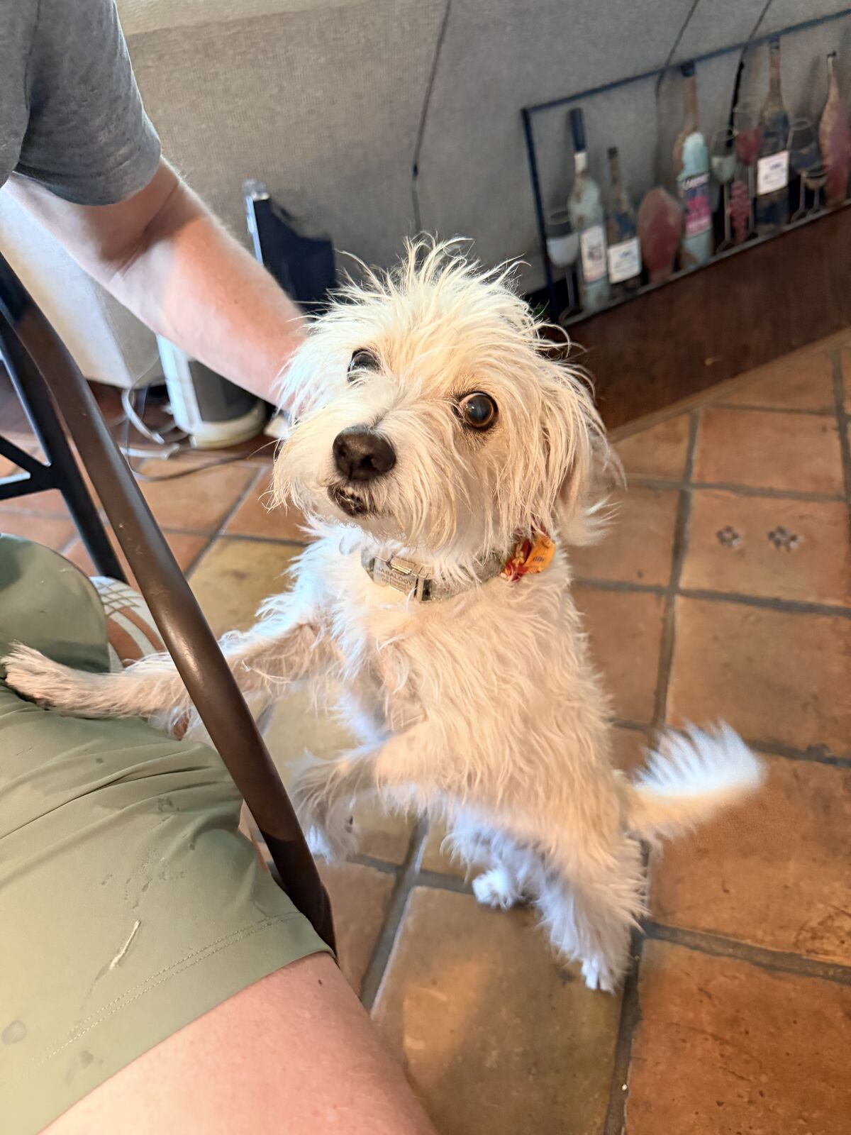 Scruffy white terrier standing up on its hind legs against a person's knee