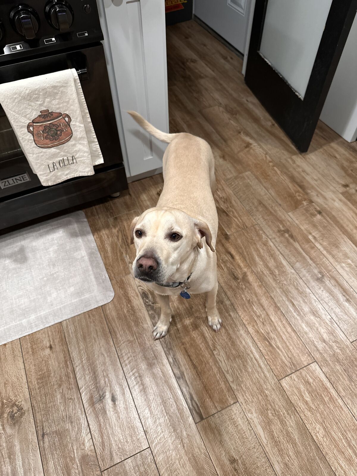Yellow Labrador standing in a kitchen looking up at the camera