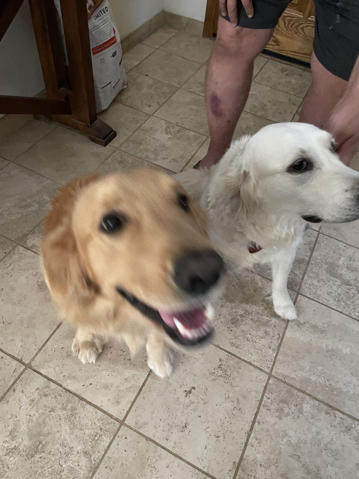 A blurry golden retriever lunging toward the camera beside a calm white golden retriever