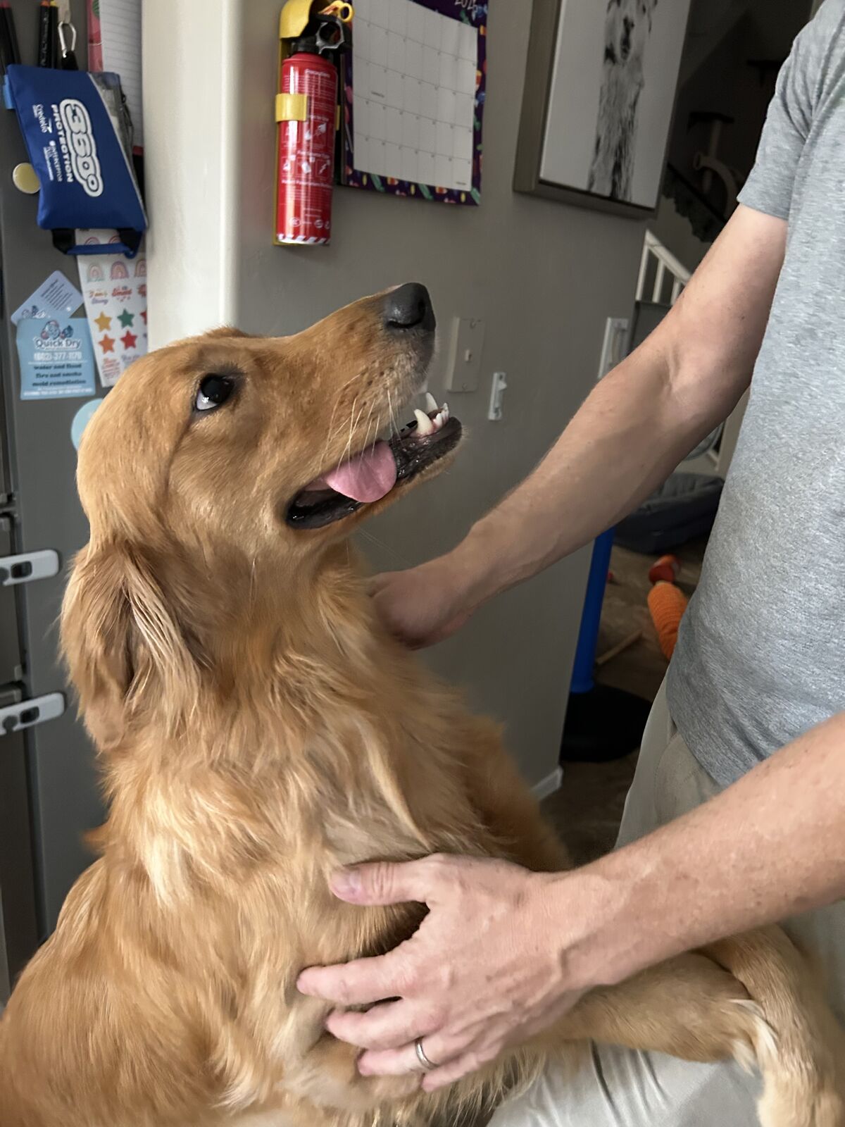 Golden retriever lying on its back with tongue out while being pet by two hands