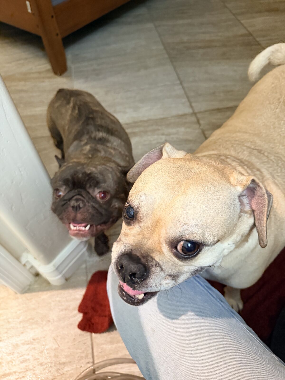 A fawn pug mix in the foreground and a brindle French Bulldog in the background