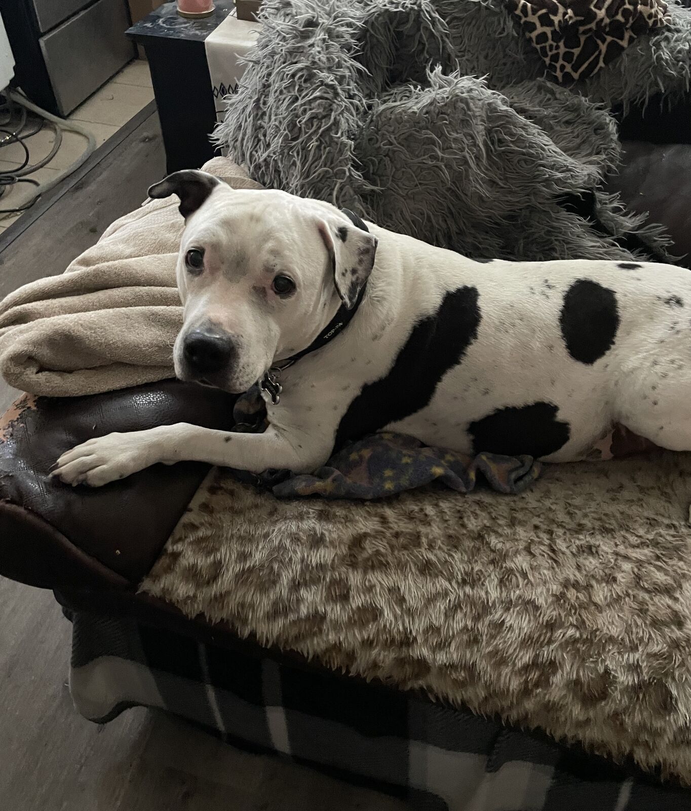 White pit bull mix with black spots lounging on a couch covered in blankets
