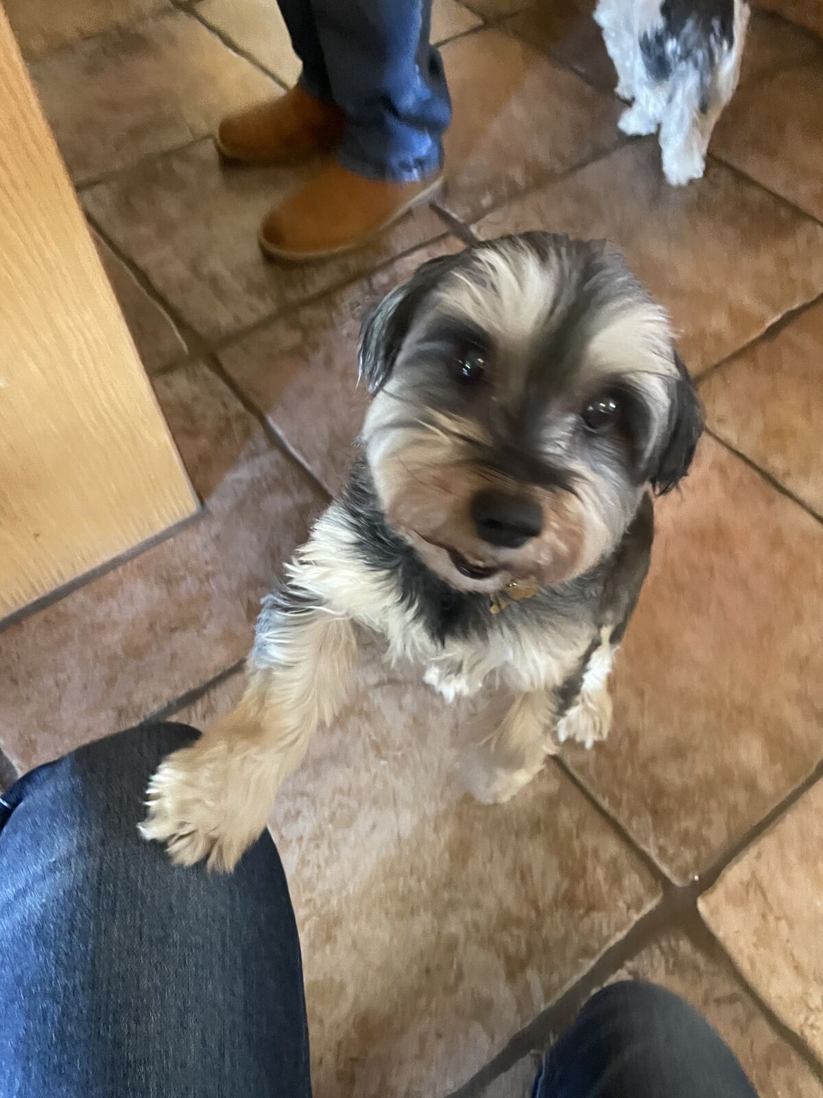 Small terrier mix standing on its hind legs against someone's knee on a tile floor