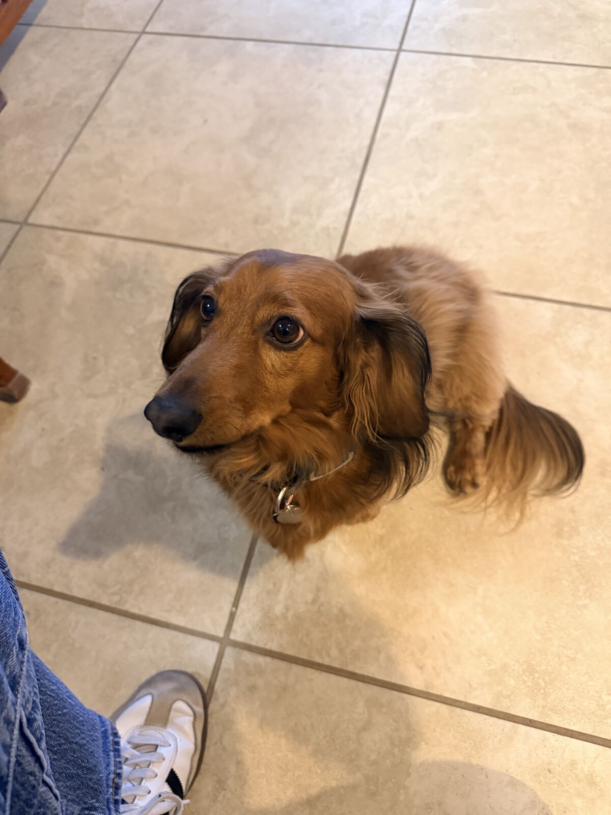 Long-haired dachshund sitting on a tile floor looking up