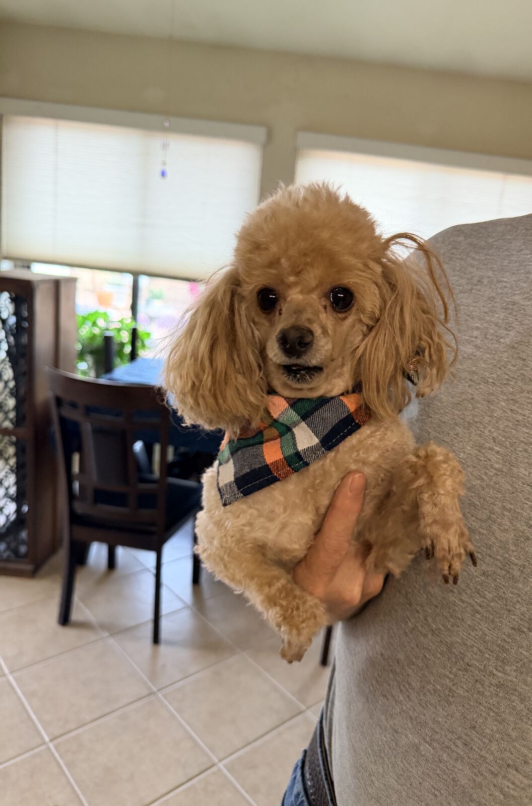 Apricot toy poodle in a plaid bandana being held