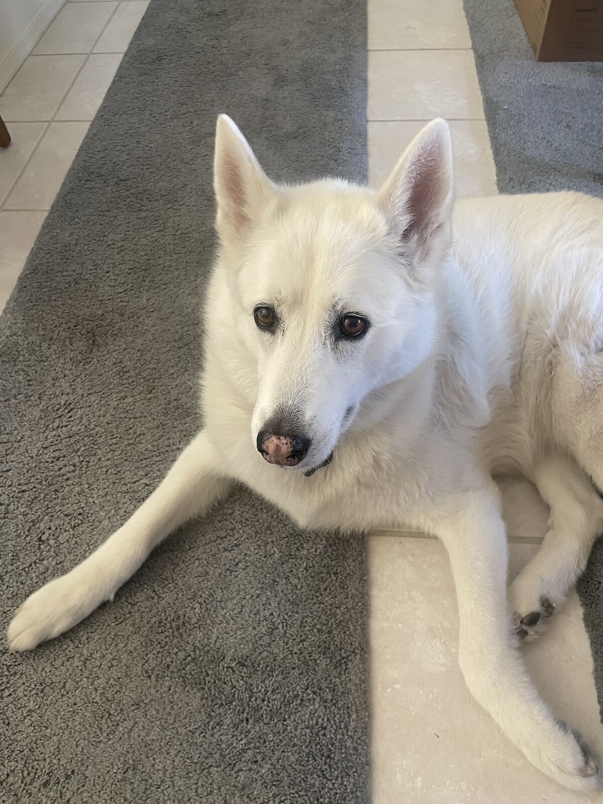 White husky mix lying on a gray rug runner and tile floor