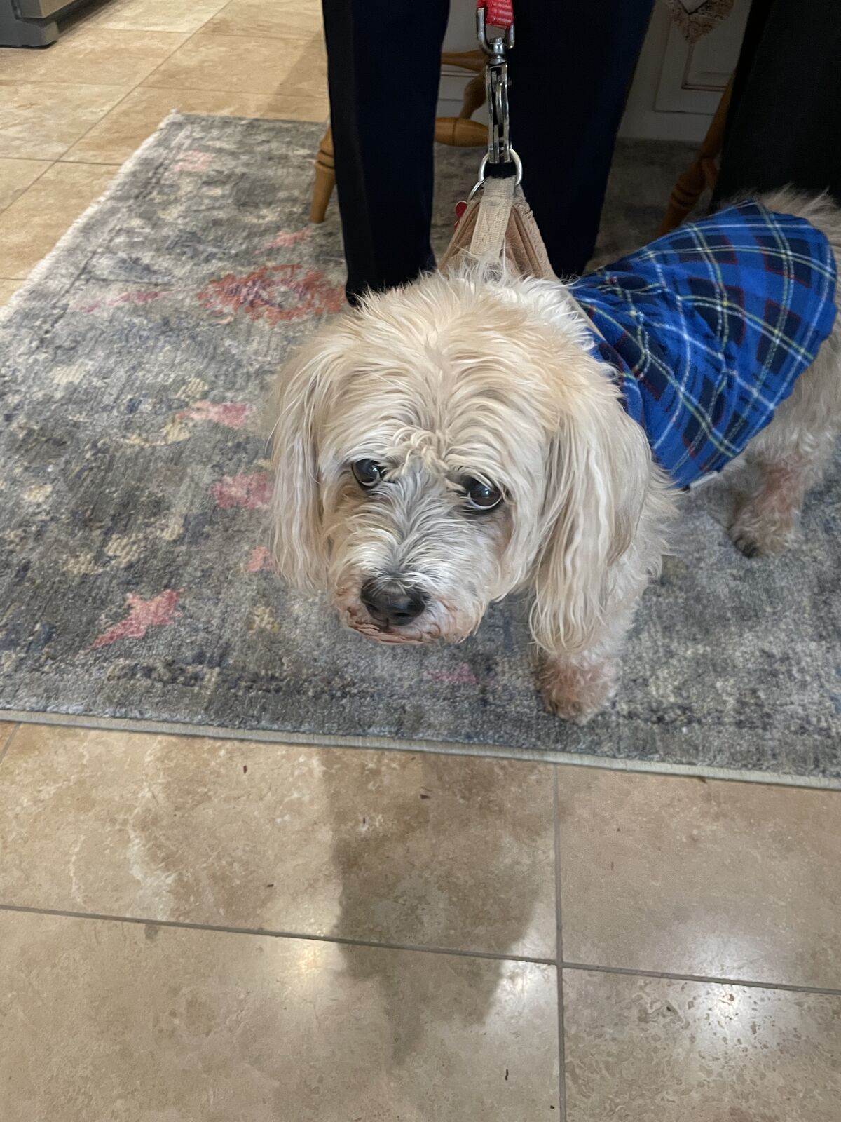 Small shaggy dog wearing a blue plaid coat standing on a rug