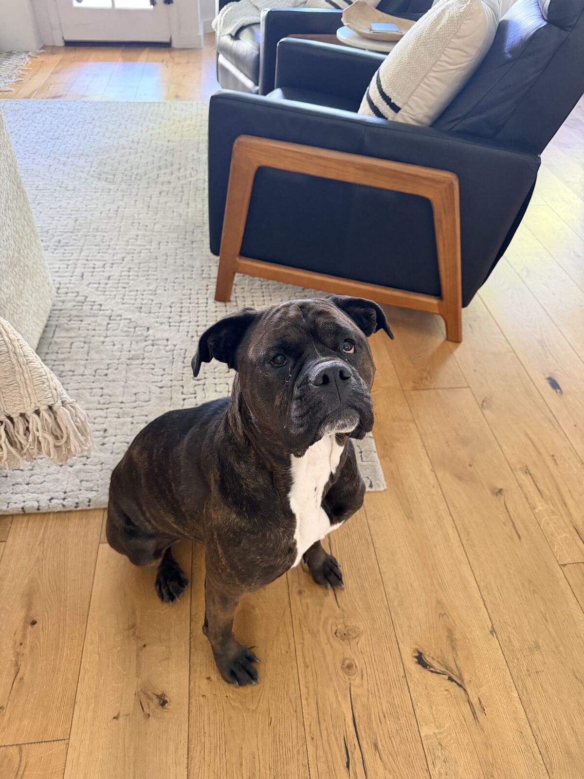 Brindle boxer mix with a white chest sitting on a wood floor looking up seriously