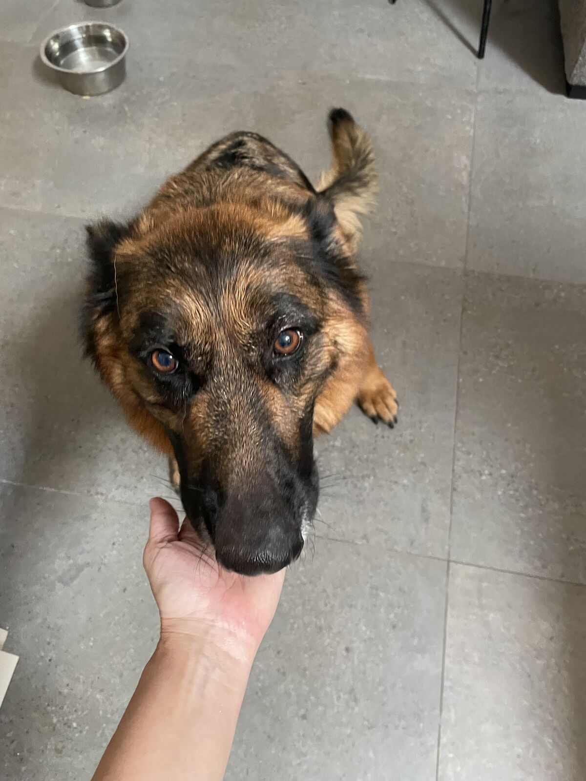 German Shepherd sniffing an outstretched hand