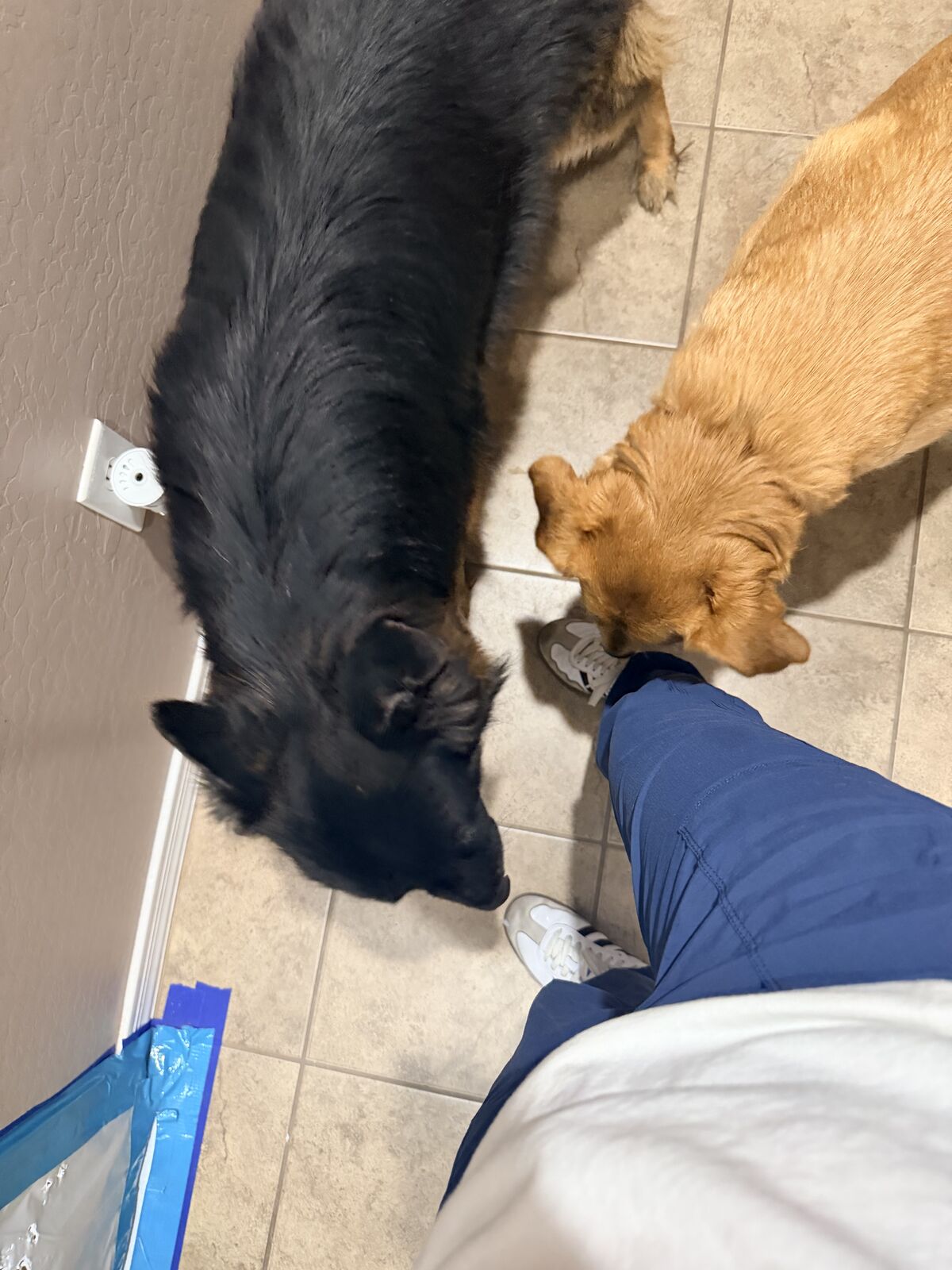 A black shepherd and a golden mixed-breed dog sniffing a technician's sneakers near blue containment plastic