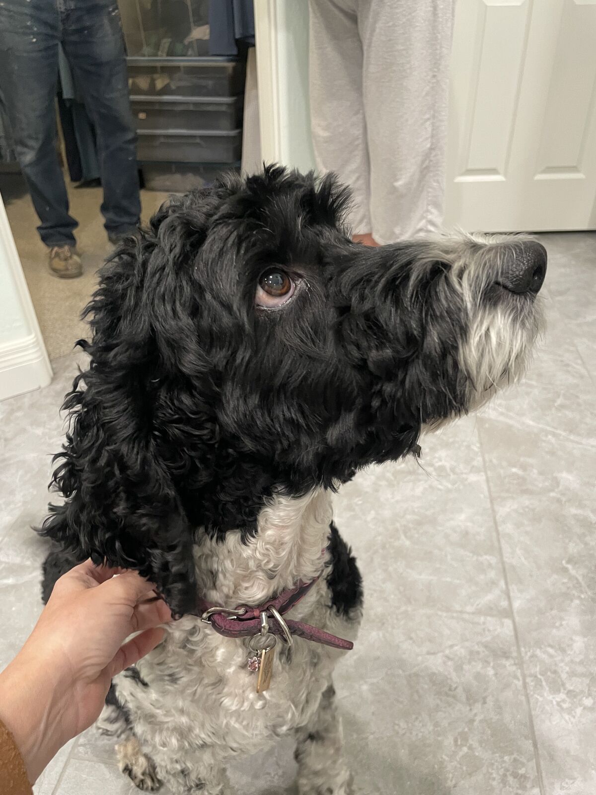 Black and white curly-coated dog sitting and gazing upward