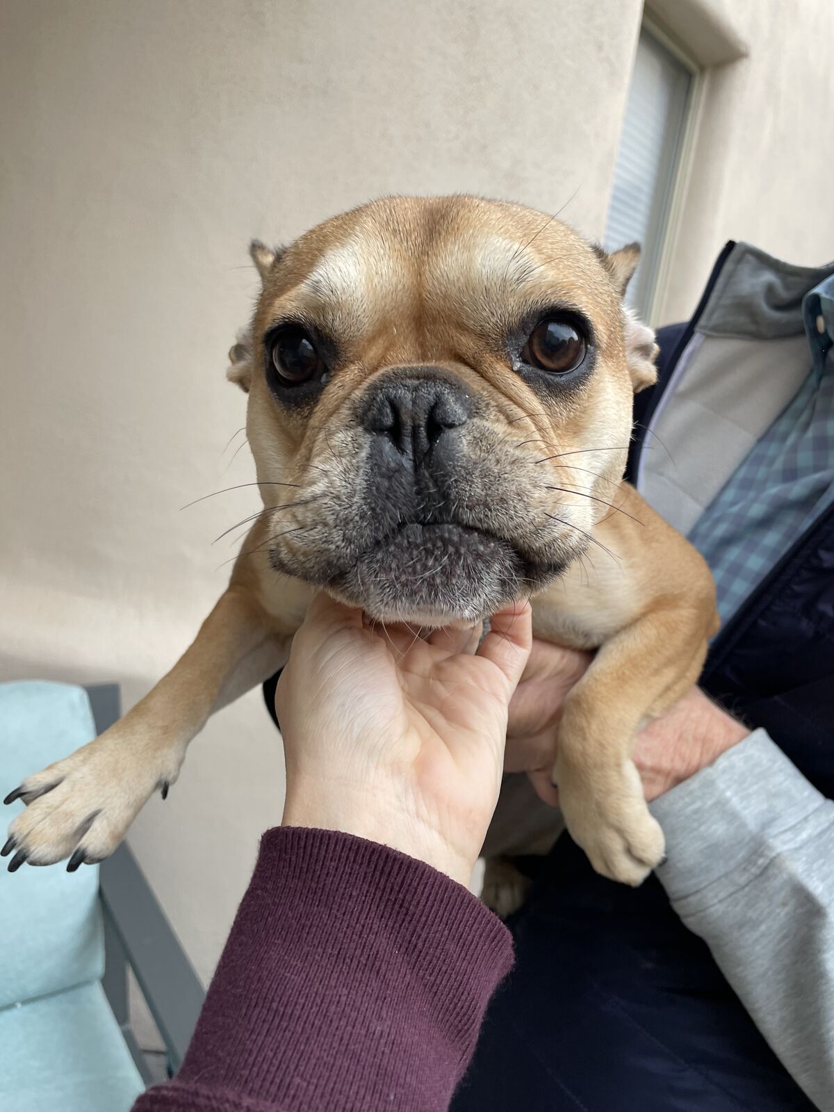 Fawn French Bulldog being held up face to face with the camera