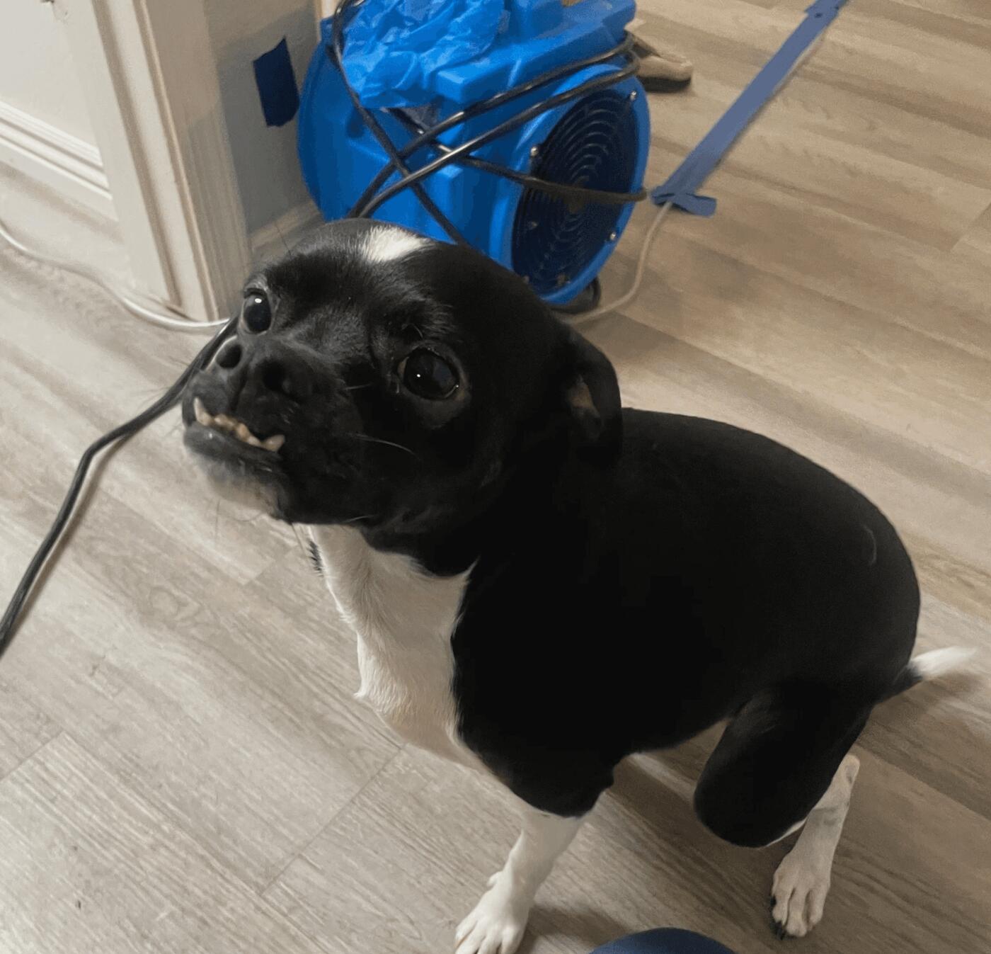 Why Leave Water Damage Restoration to the Pros? Unraveling the Mystery of Insurance Claims
